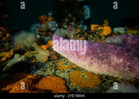 Sea Star, Pisaster ochraceus, sur le quai de Port Orchard Marina, Port Orchard, État de Washington, États-Unis Banque D'Images