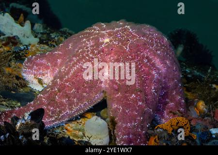 Sea Star, Pisaster ochraceus, sur le quai de Port Orchard Marina, Port Orchard, État de Washington, États-Unis Banque D'Images