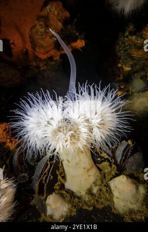 Courte Plumose anémone, Metridium dianthus, montrant un grand tentacule, utilisé pour la bataille, sur le quai à Port Orchard Marina, Port Orchard, Washington S. Banque D'Images