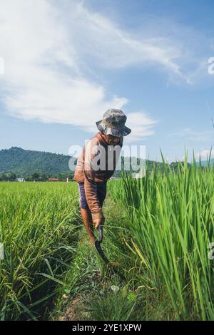 Un agriculteur coupe de l'herbe sauvage dans son champ de riz à l'aide d'un outil de coupe en forme de faucille, Campurejo Hamlet, Luwu Regency, Walenrang, Sulawesi du Sud Banque D'Images