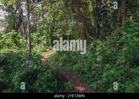 Chemin dans la forêt tropicale indonésienne. La lumière du soleil peut être vue pénétrant à travers les espaces dans les feuilles Banque D'Images