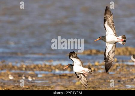 Une paire d'Oystercatchers pied volant au-dessus d'une plage rocheuse Banque D'Images