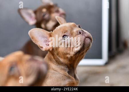 Portrait d'Isabella sable chien bouledogue français chiot Banque D'Images