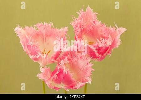 Tulipa 'huis Ten Bosch', tulipe à frange rose Banque D'Images