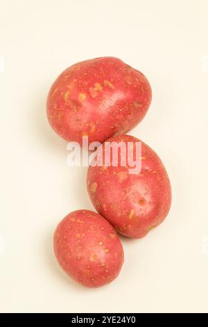 Pommes de terre rouges, variété Rudolf, Solanum tuberosum Banque D'Images