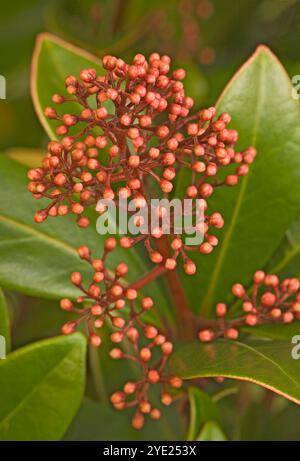 Skimmia japonica 'Rubella' (mâle) avec boutons floraux rouges Banque D'Images