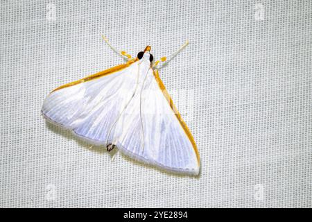 Mites géométriques Leuciris fimbriaria, photographiées sur fond blanc de piège à insectes, Costa Rica. Banque D'Images