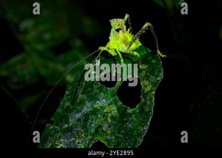 Une feuille exceptionnellement bien camouflée imitant le katydid (Typophyllum sp), ressemblant à une feuille mâchée, Costa Rica. Banque D'Images