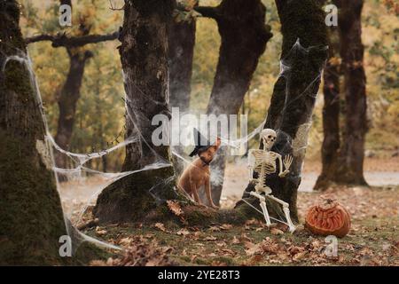 Un terrier sans poil américain est assis portant un chapeau de sorcière à côté d'une citrouille sculptée dans une forêt sinistre. Les décorations d'Halloween créent une ambiance festive et étrange Banque D'Images