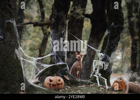 Un terrier sans poil américain est assis portant un chapeau de sorcière à côté d'une citrouille sculptée dans une forêt sinistre. Les décorations d'Halloween créent une ambiance festive et étrange Banque D'Images