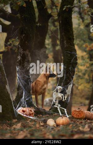 Un terrier sans poils américain est assis à côté de squelettes et de citrouilles dans une forêt sombre, célébrant Halloween. Les décorations effrayantes et la forêt rehaussent le Banque D'Images