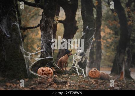 Un terrier sans poil américain est assis portant un chapeau de sorcière à côté d'une citrouille sculptée dans une forêt sinistre. Les décorations d'Halloween créent une ambiance festive et étrange Banque D'Images