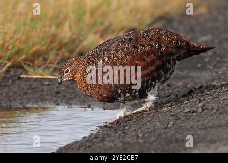 TÉTRAS ROUGE sur le point de prendre un verre dans une flaque d'eau, Écosse, Royaume-Uni, Banque D'Images