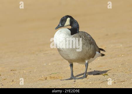 Oie du Canada (Branta canadensis), oiseau adulte debout sur une plage de sable, faune, Altmuehlsee, Altmuehltal, haute-Bavière, Bavière, Allemagne, Europe Banque D'Images
