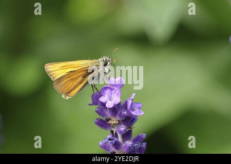 Grand skipper (Ochlodes venatus), ramassant le nectar d'une fleur de lavande commune (Lavandula angustifolia), gros plan, macro photographie, Wilnsdorf, Banque D'Images