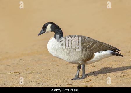 Oie du Canada (Branta canadensis), oiseau adulte debout sur une plage de sable, faune, Altmuehlsee, Altmuehltal, haute-Bavière, Bavière, Allemagne, Europe Banque D'Images