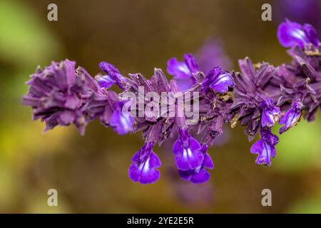 Glorieuse salvia 'Mystic spires Blue'. Portrait de plante à fleurs d'automne naturel rapproché. à couper le souffle, lumineux, brillant, bourgeonnant, captivant, charme Banque D'Images