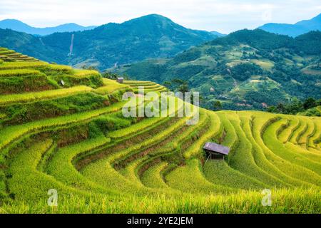 Terrasses luxuriantes de rizières avec grange sur les terres agricoles dans la campagne à Ha Giang, Hoang Su Phi, Vietnam Banque D'Images