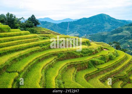 Terrasses luxuriantes de rizières avec grange sur les terres agricoles dans la campagne à Ha Giang, Hoang Su Phi, Vietnam Banque D'Images