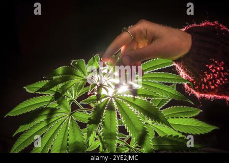 Focus sélectif gros plan d'une plante de marijuana rétro-éclairée avec la main d'une femme caressant les feuilles. Plante de cannabis sur un fond noir illuminé de Behi Banque D'Images