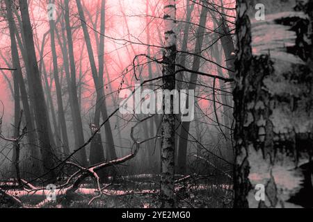 Forêt de métal noir atmosphérique, forêt sombre brumeuse effrayante, atmosphère d'horreur, bouleaux Banque D'Images