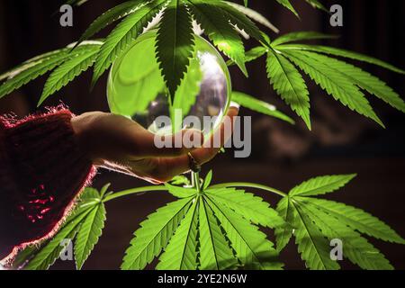 Gros plan sur la main de la femme tenant une boule de cristal devant une source lumineuse avec des feuilles de marijuana s'étendant autour. Sphère rétroéclairé avec feuilles de pot Banque D'Images