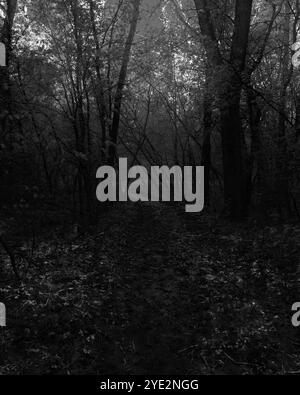 Sentier sombre dans la forêt d'automne, forêt Black Metal atmosphérique, forêt sombre et effrayante, humeur d'horreur Banque D'Images