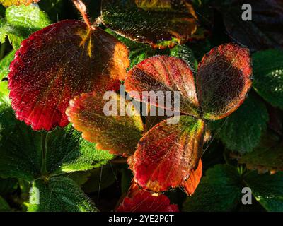 La couleur rouge vif de l'automne des feuilles de fraise Banque D'Images