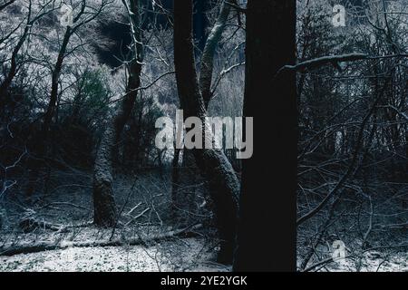 Forêt hivernale sombre surréaliste, forêt Black Metal atmosphérique, forêt sombre et effrayante brumeuse, ambiance sombre et horreur Banque D'Images