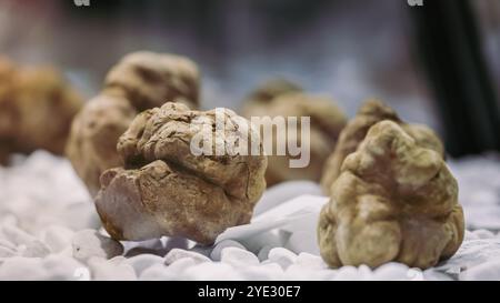 Le Festival de la truffe d'Alba présente des truffes exquises, mettant en valeur les riches traditions culinaires de l'Italie. Les visiteurs explorent l'unique Banque D'Images