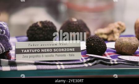 Les visiteurs explorent une vitrine de truffes noires d'été du Festival de la truffe d'Alba en Italie. Le festival met en valeur les variétés régionales de truffes Banque D'Images