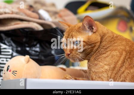 Un chat orange moelleux est confortablement allongé à l'intérieur d'une boîte à chaussures et regarde curieusement la caméra avec ses yeux brillants Banque D'Images