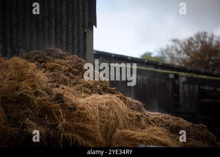 Tas de fumier à la vapeur dans une cour de ferme dans le Dorset, Royaume-Uni Banque D'Images