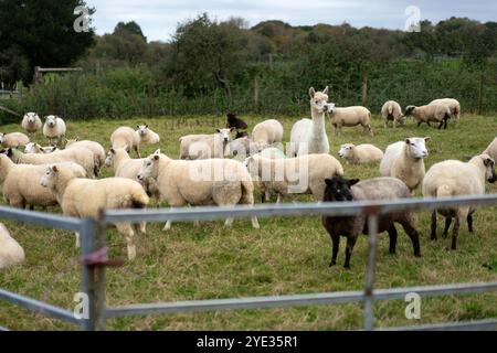 Alpaga au milieu d'un petit troupeau de moutons Banque D'Images