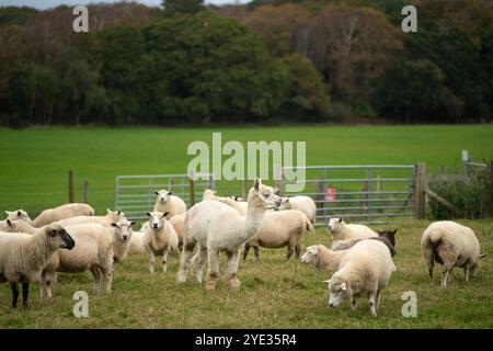 Alpaga au milieu d'un petit troupeau de moutons Banque D'Images