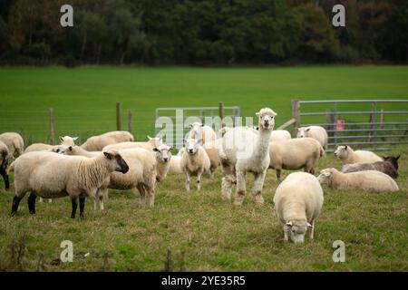 Alpaga au milieu d'un petit troupeau de moutons Banque D'Images