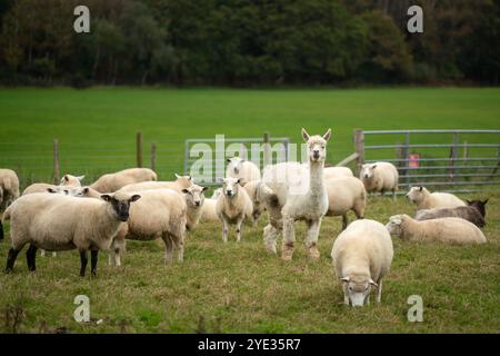 Alpaga au milieu d'un petit troupeau de moutons Banque D'Images