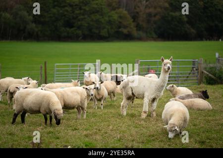 Alpaga au milieu d'un petit troupeau de moutons Banque D'Images