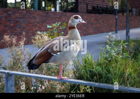 Oie égyptienne assise sur une balustrade devant le haut fourneau de l'ancienne fonderie Hoesch Phoenix West, Dortmund, Rhénanie du Nord-Westphalie, Allemagne Banque D'Images