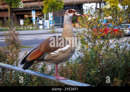 Oie égyptienne assise sur une balustrade devant le haut fourneau de l'ancienne fonderie Hoesch Phoenix West, Dortmund, Rhénanie du Nord-Westphalie, Allemagne Banque D'Images