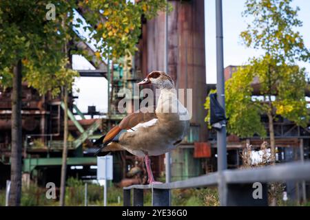 Oie égyptienne assise sur une balustrade devant le haut fourneau de l'ancienne fonderie Hoesch Phoenix West, Dortmund, Rhénanie du Nord-Westphalie, Allemagne Banque D'Images