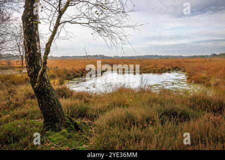 Réserve naturelle Emsdettener Venn dans le district de Steinfurt, sanctuaire ornithologique européen, Rhénanie du Nord-Westphalie, Allemagne. Naturschutzgebiet Emsdettener Banque D'Images