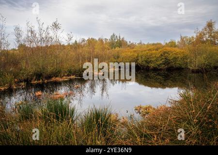 Réserve naturelle Emsdettener Venn dans le district de Steinfurt, sanctuaire ornithologique européen, Rhénanie du Nord-Westphalie, Allemagne. Naturschutzgebiet Emsdettener Banque D'Images