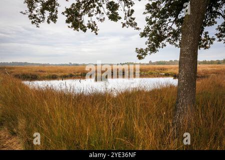 Réserve naturelle Emsdettener Venn dans le district de Steinfurt, sanctuaire ornithologique européen, Rhénanie du Nord-Westphalie, Allemagne. Naturschutzgebiet Emsdettener Banque D'Images