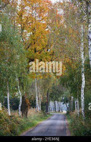 Ruelle de bouleau dans la réserve naturelle Emsdettener Venn dans le district de Steinfurt, sanctuaire ornithologique européen, Rhénanie du Nord-Westphalie, Allemagne. Birkenallee Banque D'Images