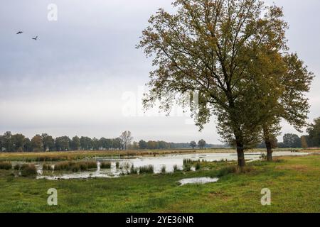 Réserve naturelle Emsdettener Venn dans le district de Steinfurt, sanctuaire ornithologique européen, Rhénanie du Nord-Westphalie, Allemagne. Naturschutzgebiet Emsdettener Banque D'Images