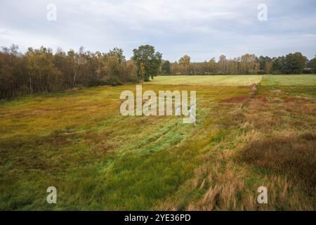 Réserve naturelle Emsdettener Venn dans le district de Steinfurt, sanctuaire ornithologique européen, Rhénanie du Nord-Westphalie, Allemagne. Naturschutzgebiet Emsdettener Banque D'Images