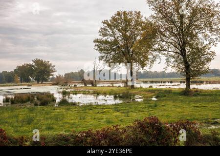 Réserve naturelle Emsdettener Venn dans le district de Steinfurt, sanctuaire ornithologique européen, Rhénanie du Nord-Westphalie, Allemagne. Naturschutzgebiet Emsdettener Banque D'Images