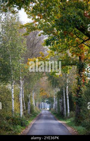 Ruelle de bouleau dans la réserve naturelle Emsdettener Venn dans le district de Steinfurt, sanctuaire ornithologique européen, Rhénanie du Nord-Westphalie, Allemagne. Birkenallee Banque D'Images