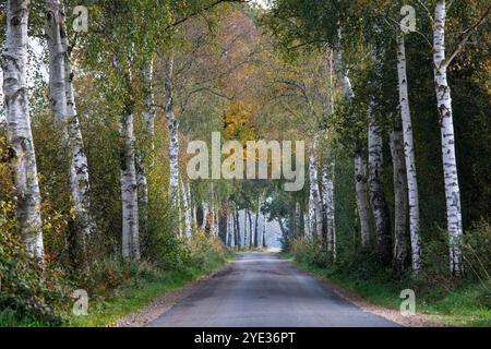 Ruelle de bouleau dans la réserve naturelle Emsdettener Venn dans le district de Steinfurt, sanctuaire ornithologique européen, Rhénanie du Nord-Westphalie, Allemagne. Birkenallee Banque D'Images